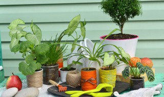 家里餐厅放什么植物好 家里的餐厅适合摆什么绿植