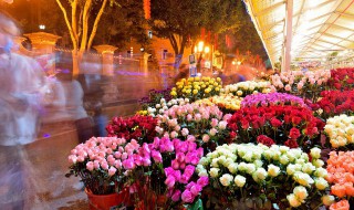 家里放什么鲜花比较好（家里一般放什么鲜花比较好?）