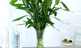 家里应该放什么植物好呢(家里一般放什么植物是最好的)