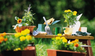 家里不能放什么植物 家里为什么不能放什么植物