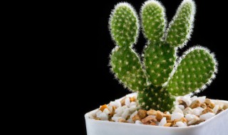 装修家里放什么吸甲醛 装修房里放什么吸甲醛