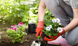 属鸡家里放什么植物好 属鸡家里放什么植物最好