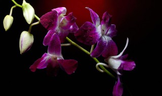 过年买什么花放家里好（过年买什么花放家里好?）