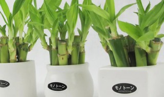 家里面放什么植物好（家里面放什么植物好处）