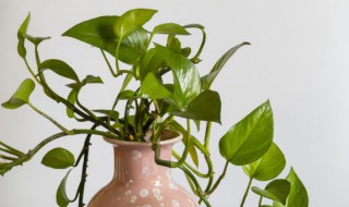 家里放什么植物好养 家里放什么植物比较好养