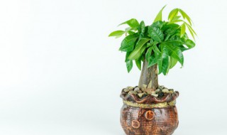 家里客厅放什么绿植好（家里客厅放什么绿植比较好）