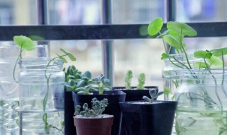 家里应该放什么植物 在家里放什么植物好