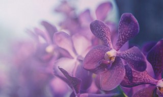 买什么花放家里好 过年买点什么花放家里好