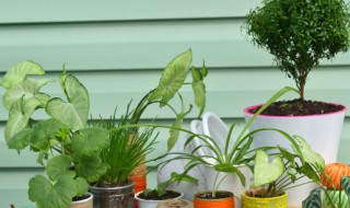 家里进门对面放什么好（进门对面摆放什么好）