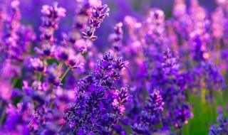 能驱蚊虫的植物（可以驱蚊驱虫的植物）