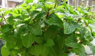 驱蚊最好的植物 驱蚊最好的植物排名清香木