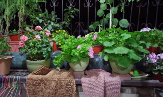 家里客厅适合放什么花 家里客厅放什么花好呢