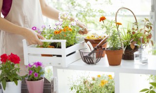 属蛇家里放什么植物好（属相蛇家里摆放什么植物）