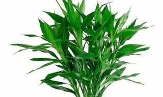 属虎的人家里放什么好(属虎的家里不宜放什么)