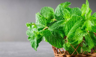 北方驱蚊植物有哪些 南方驱蚊植物