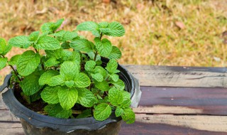 驱蚊蝇植物 驱除蚊蝇的植物