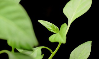 家里放什么绿植好（家里放什么绿植好养）