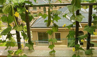 阳台可以种丝瓜吗 丝瓜种阳台可以吗?