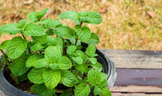庭院驱蚊植物 庭院驱蚊植物哪种最好