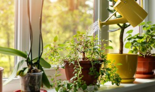 什么植物能驱蚊子（什么植物能驱蚊子吗）