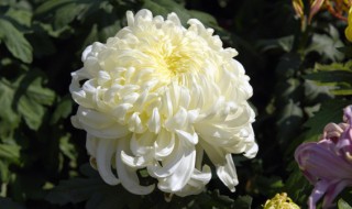 阳台种菊花好吗（阳台种菊花好吗?）