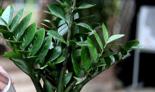 金钱树的水培繁殖方法 金钱树可不可以用水栽培
