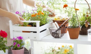 驱蚊虫植物 驱蚊虫植物排行榜
