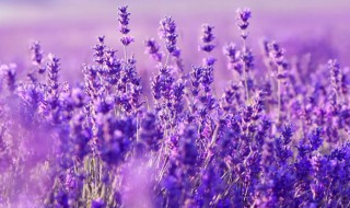 种什么植物可以驱蚊 种什么植物可以驱蚊子