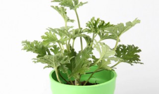 室内驱蚊植物 室内驱蚊植物有哪些