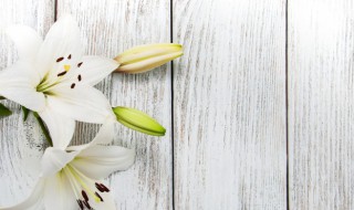 百合种球水培方法（百合种球可以水培养吗）
