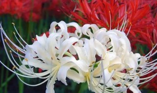 彼岸花水培方法（水培彼岸花如何养殖）