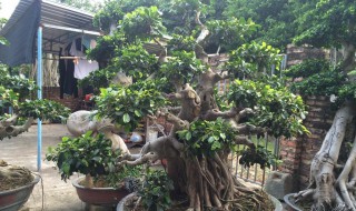 水培榕树的方法（榕树怎么水培）