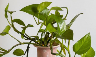 绿萝的水培繁殖方法 绿萝水培种植方法