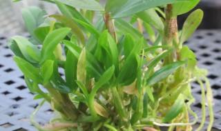 铁皮石斛水培方法 铁皮石斛的培养方法