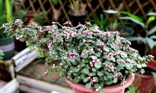 金枝玉叶水培方法 金枝玉叶的水培方法