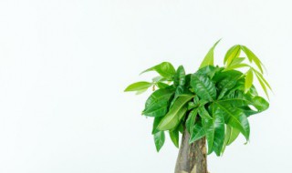 发财树水培方法（发财树水培怎么养殖图片）