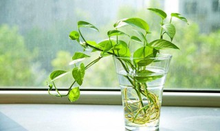 绿萝移植水培的方法（绿萝水培移栽）