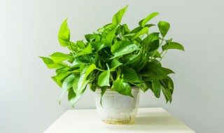 绿萝水培转土培的方法（水培绿萝转土培教程）