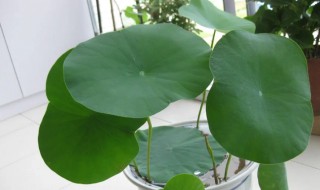 水莲的种植方法水培（水莲花怎么水培）