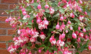 倒挂金钟水培方法 水培倒挂金钟养殖方法