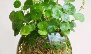 铜钱草完全水培的方法(铜钱草可以直接水培吗)