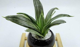 虎皮兰水培生根方法（虎皮兰怎么水培生根）