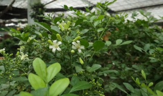 九里香水培方法（九里香水培可养多久）