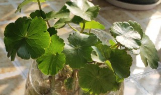 铜钱草的水培方法（铜钱草完全水培的方法）