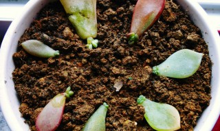 多肉植物水培叶插方法（多肉叶插水培方法和注意事项）