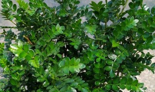 清香木水培方法（清香木可以水培养吗）