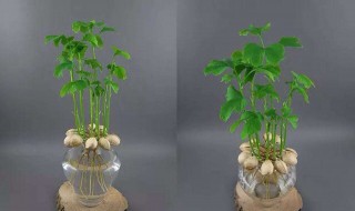 桂花树水培生根方法（桂花树生根水的制作方法）