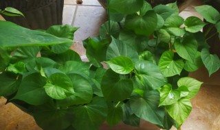 在阳台怎么种番薯叶（阳台种红薯叶新方法）