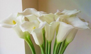 马蹄莲水培方法 水培马蹄莲花怎么养护