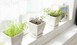 阳台客厅种什么花最好 客厅阳台适合种什么花